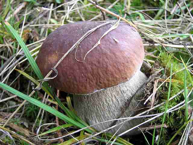  Image name: 31 Porcino.jpg 
 width: 640 pixel 
 height: 480 pixel 
 Size: 34431 bytes 
 Click to enlarge 